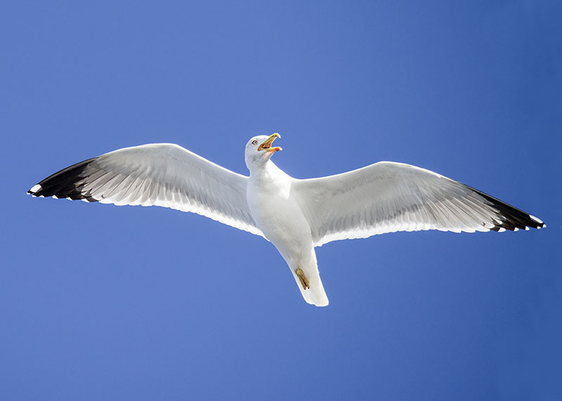 Gabbiano reale  Larus michahellis atlantis